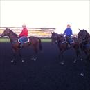 Yearlings at Rosehill trackwork (L to R) Fastnet Rock/Razzia gelding, God's Own/Sinistra colt and Nadeem/Heart Set colt